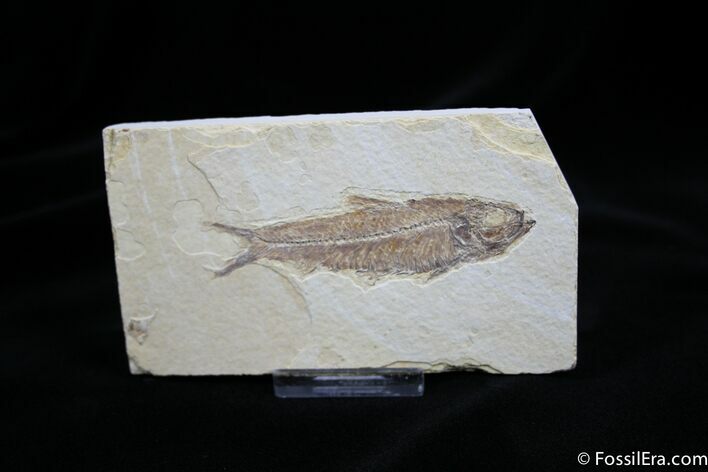 Inch Long Knightia Fossil Fish #780